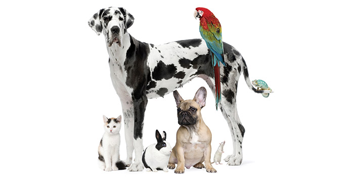 Cats, dogs, and other pets