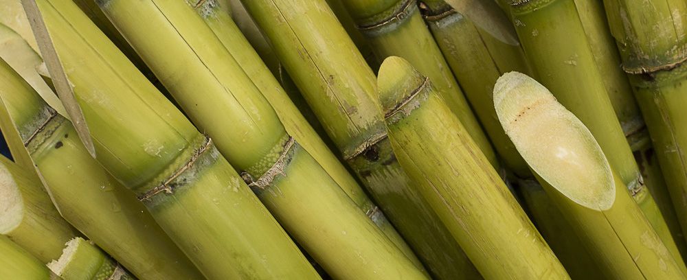 Image-sugar-cane_3.jpg